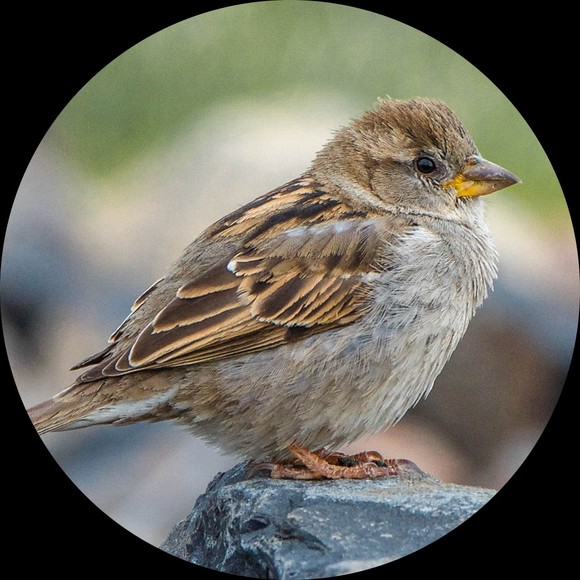 eye_sparrow